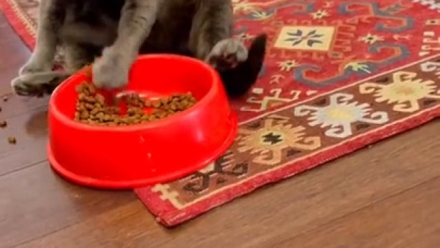 Kot zobaczył jak jedzą właściciele i zaczął ich naśladować
