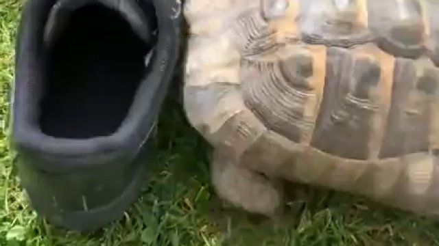 Ten żółw nienawidzi czarnych butów