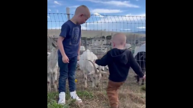 Dzieciak prowokował kozę. Zapamięta, żeby więcej tak nie postępować