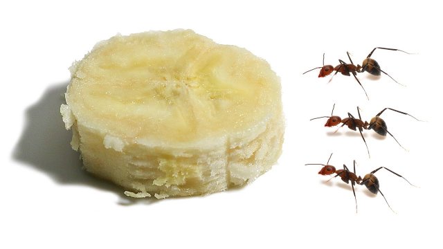 Mrówki pałaszują kawałek banana