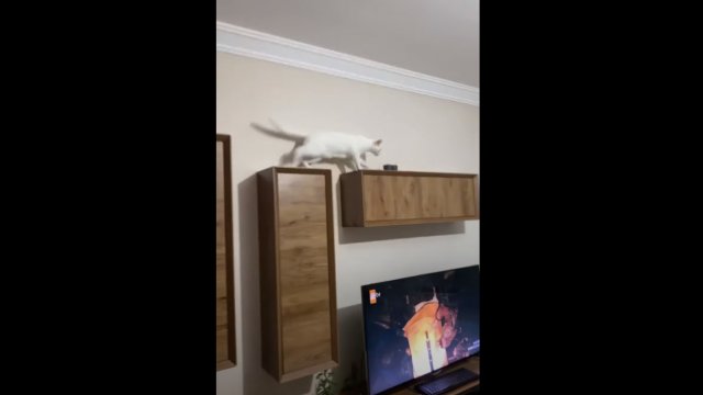 Pełen gracji kotek skacze po szafkach