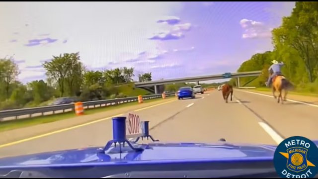 Takie rzeczy tylko na amerykańskiej autostradzie. Pościg kowboja za... krową [WIDEO]