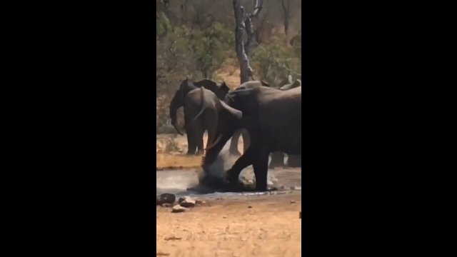 Odważny słoń uratował małego przyjaciela przed krokodylem