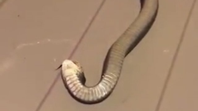 Najbardziej dramatyzujący wąż na świecie