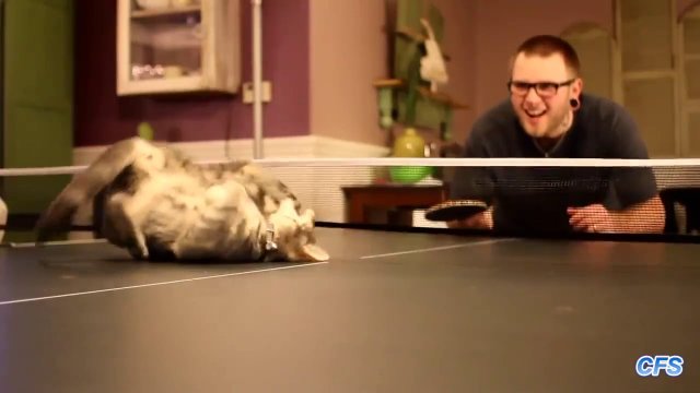 Koty grają w ping-ponga