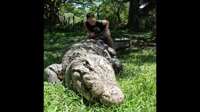 Henry, czyli najstarszy krokodyl nilowy żyjący w niewoli [WIDEO]