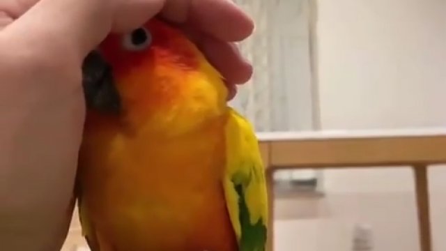 Papuga kontra ręka
