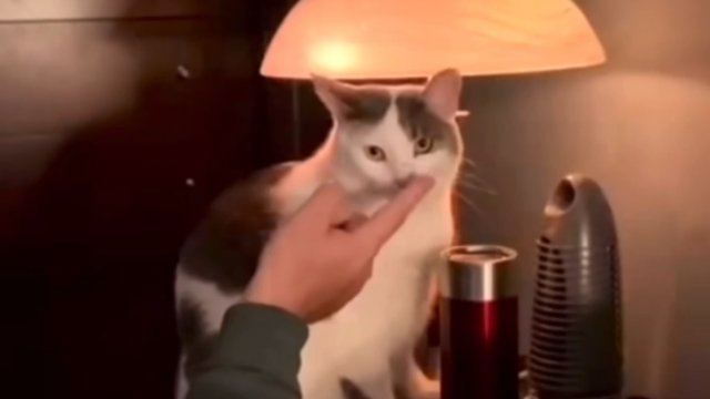Kot trzyma łapę na lampie dotykowej, a jego nos stał się włącznikiem światła.
