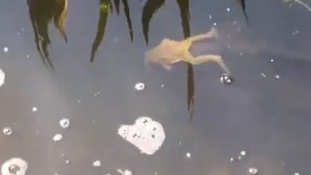 Leniwa żaba postanowiła, że jej środkiem transportu zostanie ryba