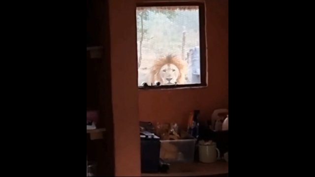 Mężczyzna obudził się i zobaczył... lwa patrzącego na niego przez okno