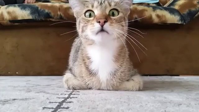 Reakcja kota na film