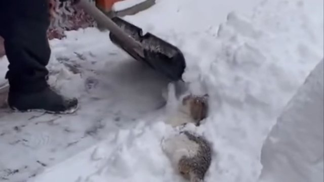 Kotek bawi się w śniegu