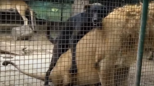 Co robi pies w klatce pełnej lwów?