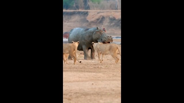 Hipopotam mógł się tylko zaśmiać z podchodów młodych lwów