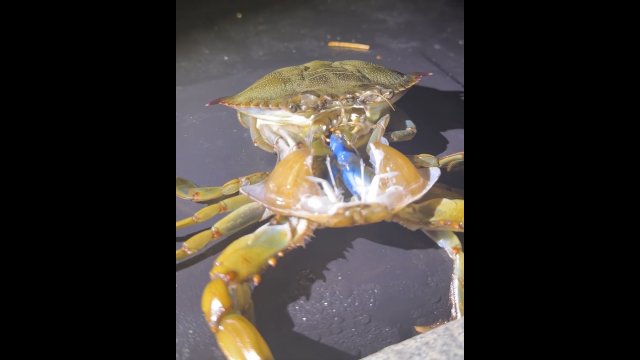Rzadkie nagranie pokazujące jak przebiega wylinka u kraba