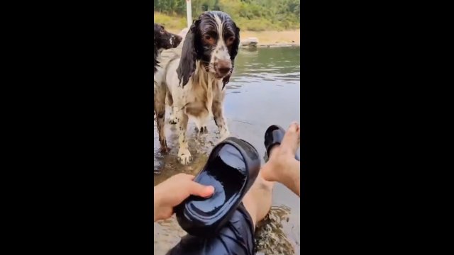Pies próbował pokazać człowiekowi, jak poprawnie powinien używać klapki