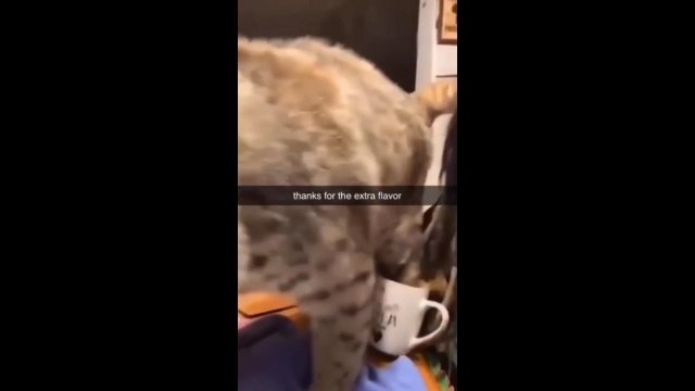 Kot zadbał, aby kawa miała unikalny smak