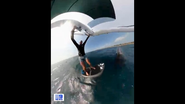 Wieloryb wskoczył na wingsurfera i wciągnął go pod wodę [WIDEO]