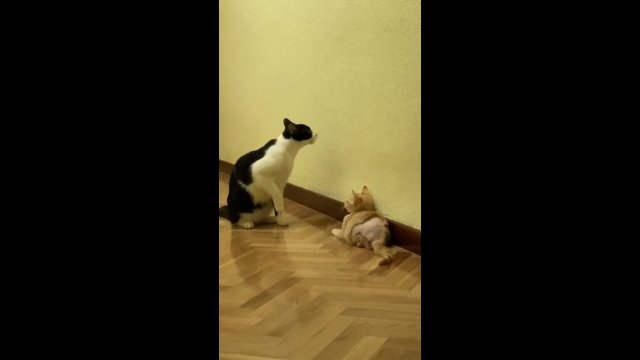 Kotek ma naukę przyjaźni z nowym rodzeństwem