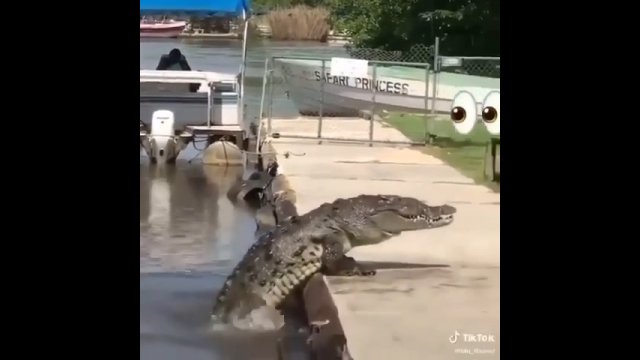 Krokodyl amerykański wychodzi na ląd