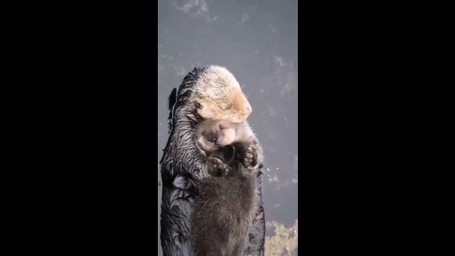 1-dniowa wydra morska próbuje zasnąć na swojej na mamie