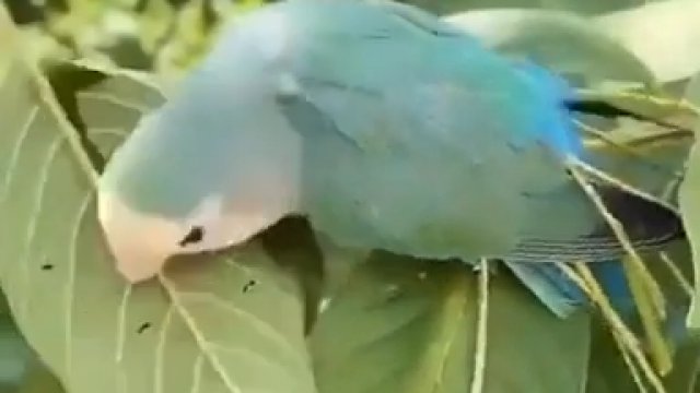 Papużka nierozłączka wycina główne nerwy z liści