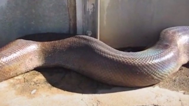 Ogromny, wąż znaleziony w garażu
