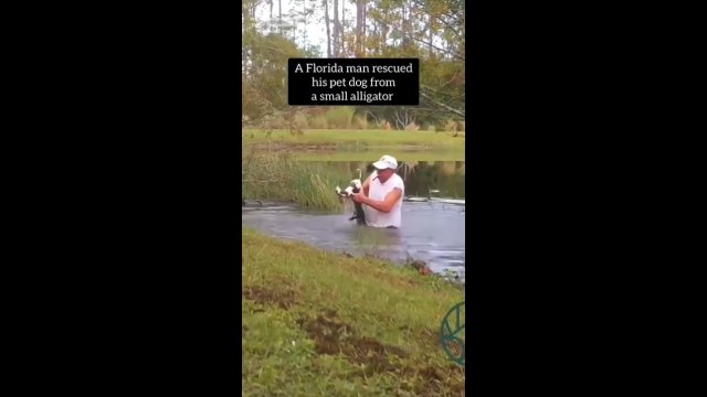 Mężczyzna z Florydy ratuje swojego psa ze szczęk aligatora