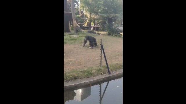 Szympansy obliczają odległość i siłę potrzebną do oddania strzału