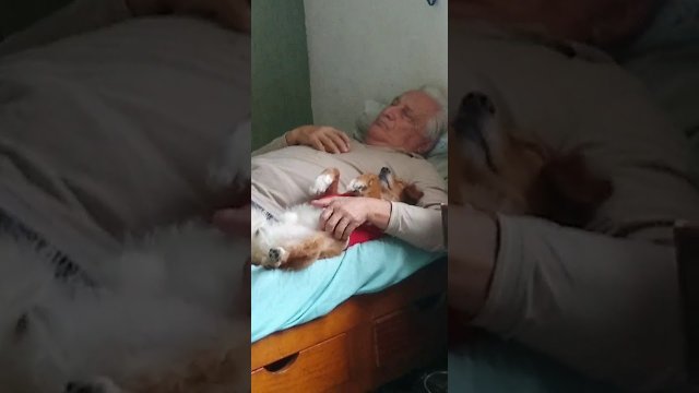 Pies relaksuje się z właścicielem