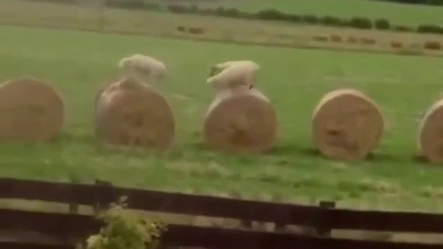 Co robią owce, gdy nikogo nie ma w pobliżu