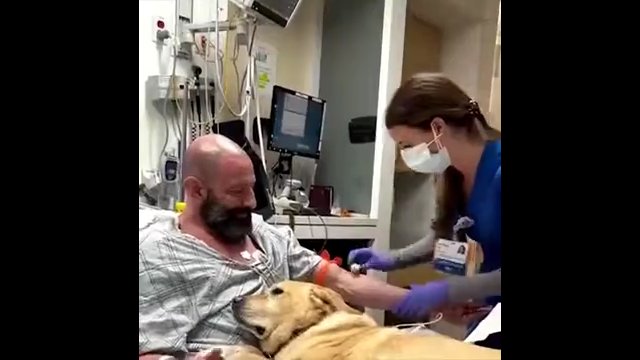 Pies nie opuszczał swojego Pana i towarzyszył mu nawet w szpitalu