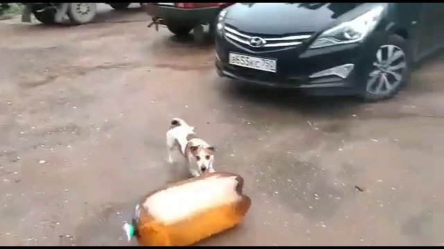 Pies traci przytomność po wybuchu