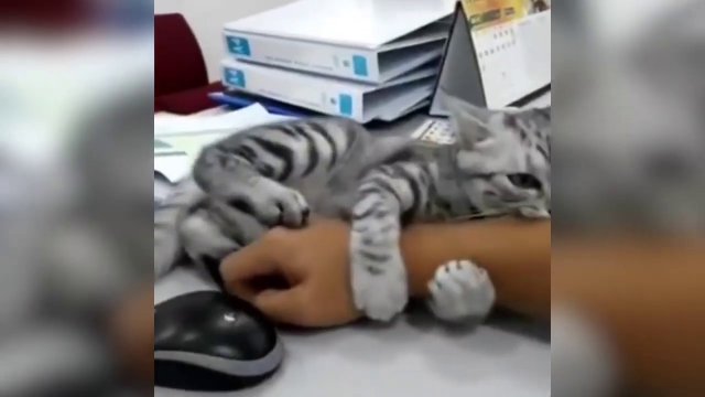 Kiedy w pracy pojawi się kotek
