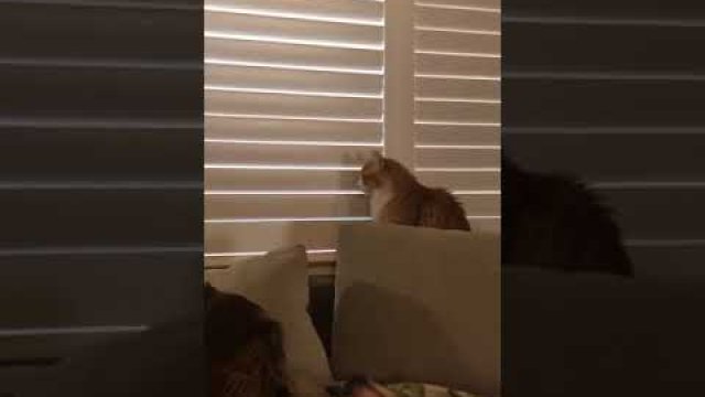 Kot wygrywa pojedynek z człowiekiem