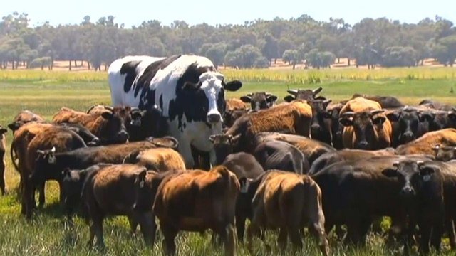 Gigantyczna krowa, która ma 186 cm wzrostu.