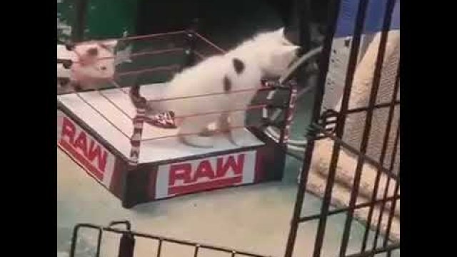 Koci wrestling