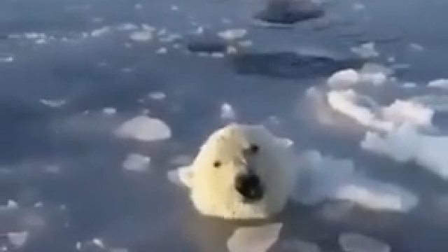 Niedźwiedź polarny przebija się przez lód, aby jej młode mogło złapać oddech