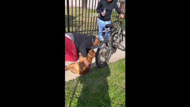 Gość uratował przypadkowego psa, który zemdlał na chodniku