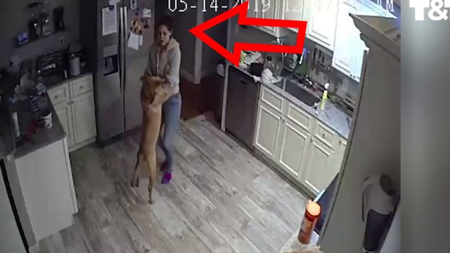 Odkrył co jego żona wyprawia z psem gdy nie ma go w domu