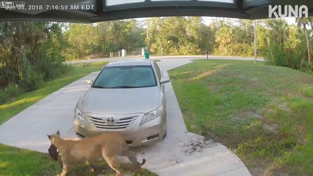 Puma łapie kota na podjeździe domu