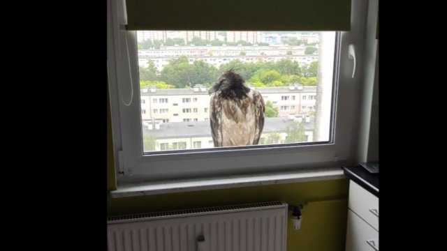 Potężny ptak wylądował nagle na parapecie w Poznaniu. Mieszkaniec wszystko nagrał