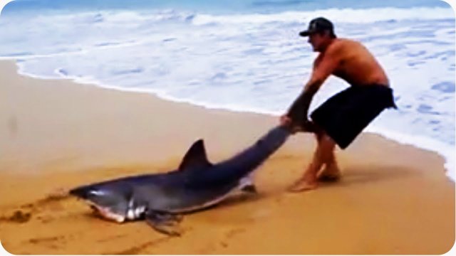 Facet kontra ogromny rekin na plaży. Nie bał się i mu pomógł