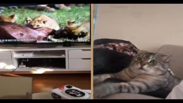 Przerażony kot ogląda film przyrodniczy