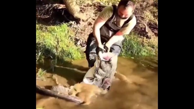 Rybacy uratowali dużego suma, któremu w pysku utknęła wydra [WIDEO]