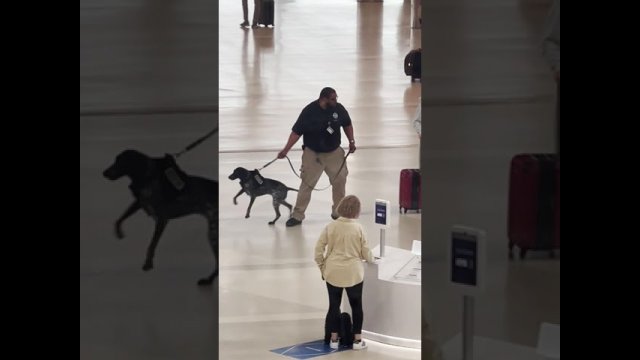 Pokazali, co funkcjonariusz wyprawiał z psem na lotnisku. Pasażerowie byli przerażeni