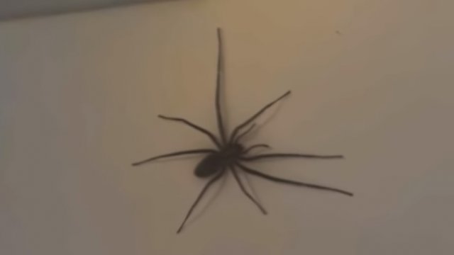 Ciekawy sposób na pozbycie się pająka