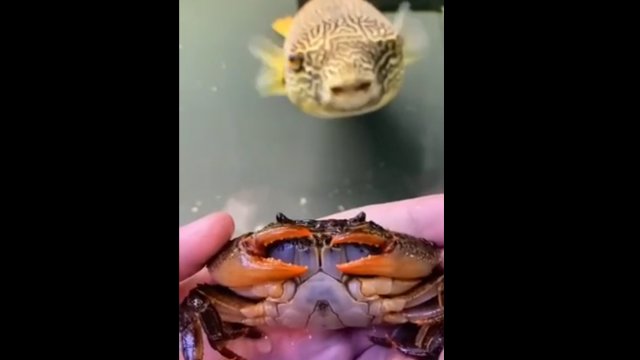 Ryba jedząca całego żywego kraba