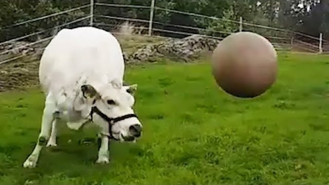 Krowa uwielbia bawić się piłką