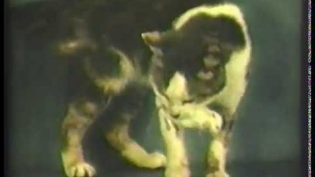 Kot na kwasie boi się myszy [TEST LSD]